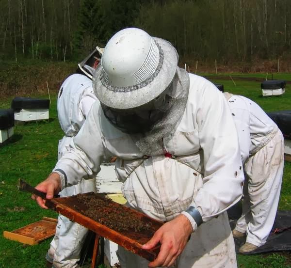 Worker Bee Honey Company | 10609 McGrath Rd, Rosedale, BC V0X 1X2, Canada | Phone: (604) 794-3315