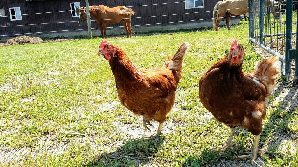 Ferme du Domaine Quinchien | 552 Route de Lotbinière, Vaudreuil-Dorion, QC J7V 0H4, Canada | Phone: (438) 837-9808