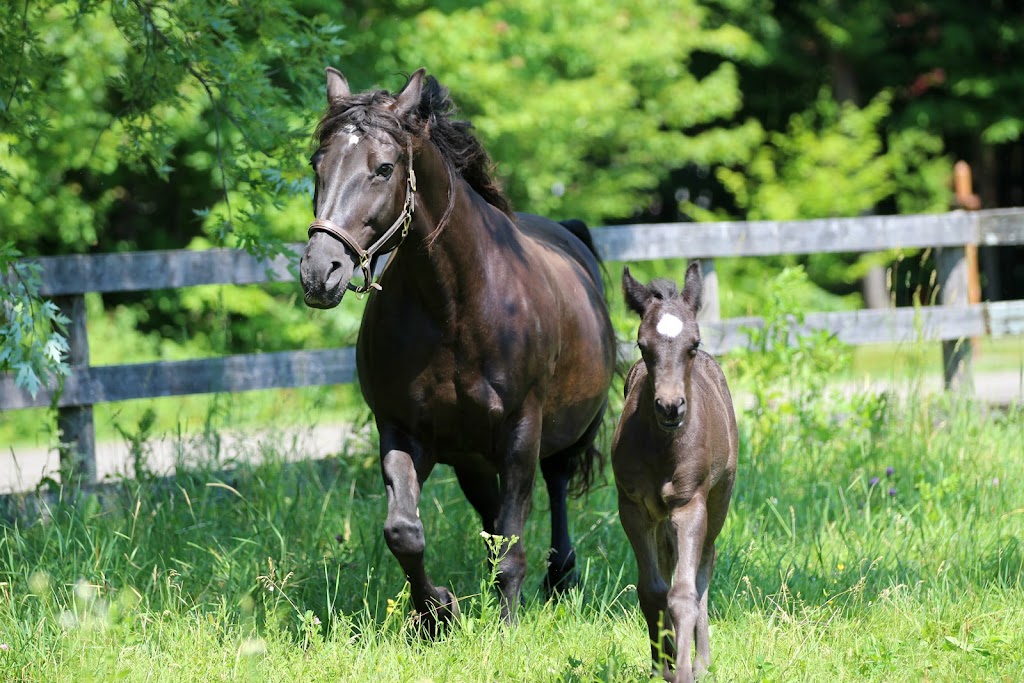 Maple Farm Canadians | 1490 Rue Blueberry Forest, Saint-Lazare, QC J7T 2K1, Canada | Phone: (514) 232-9052