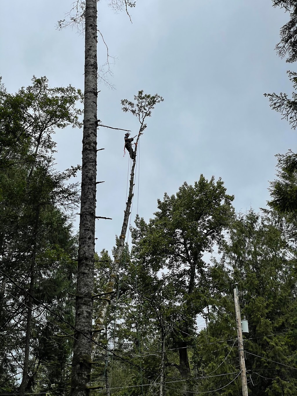 Galiano Tree Service | 398 Morgan Rd, Galiano Island, BC V0N 1P0, Canada | Phone: (250) 539-3600