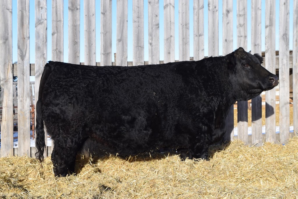 Ultra Livestock | RR #2, Carstairs, AB T0M 0N0, Canada | Phone: (403) 337-5881