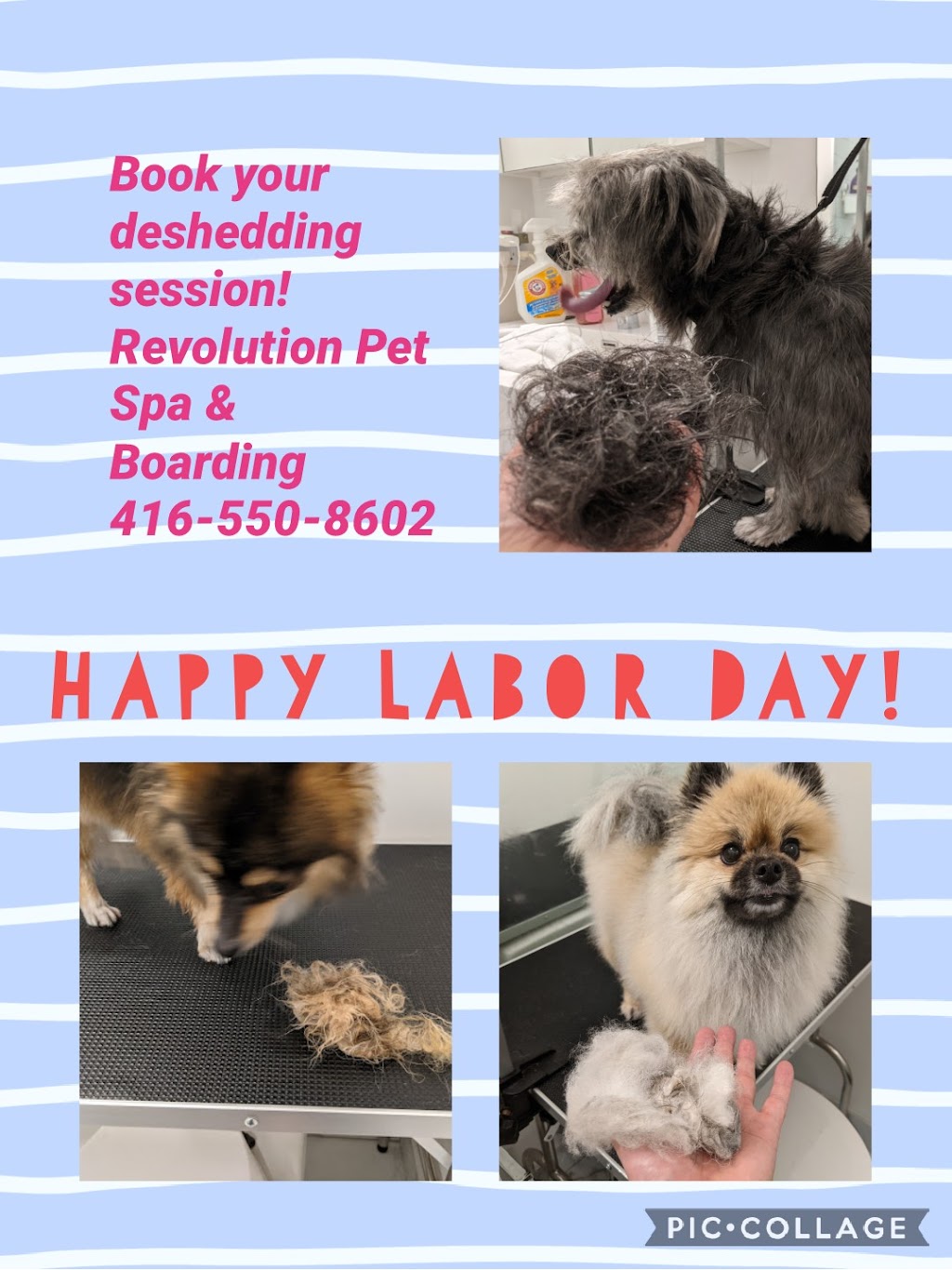 Revolution Pet Spa and Boarding | 8 Rouge Valley Dr W, Unionville, ON L6G 0G8, Canada | Phone: (416) 550-8602