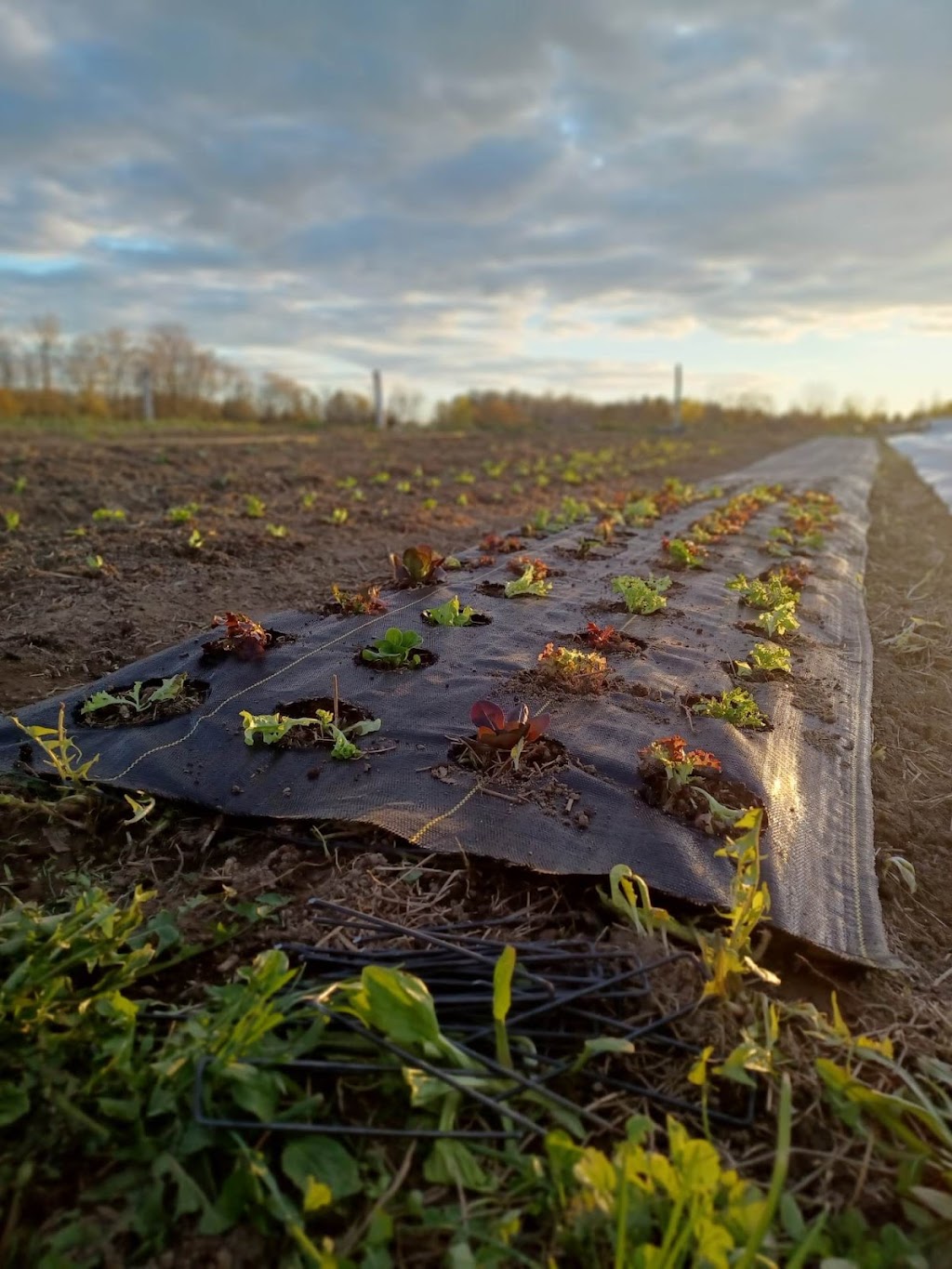 Les 4 piments, ferme maraîchère inc. | 480 Chem. Townline, Cookshire-Eaton, QC J0B 1M0, Canada | Phone: (514) 927-6912