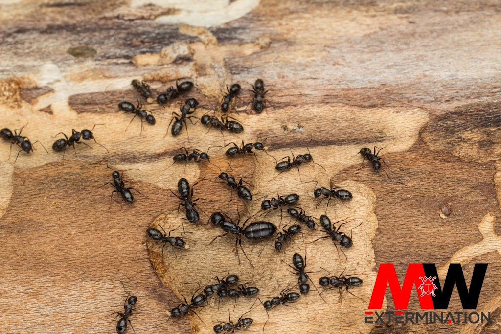 MW Extermination Bromont | 1381 Rue Shefford, Bromont, QC J2L 1J6, Canada | Phone: (450) 534-3700