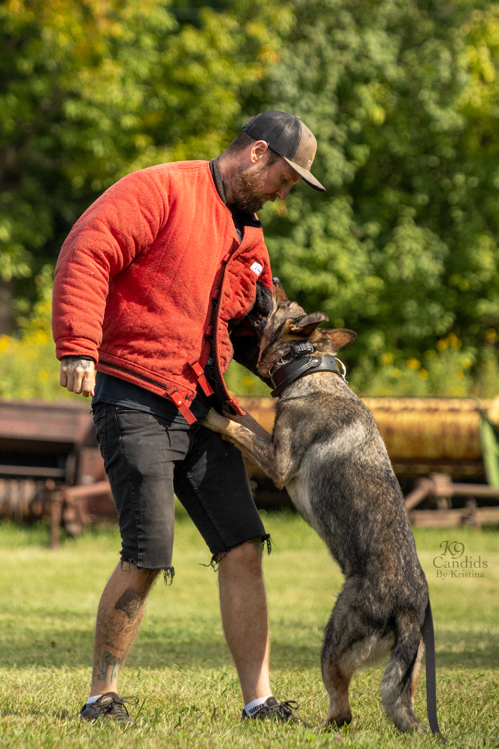 Black Hill Dobermans | 182 Morgan Rd, Bloomfield, ON K0K 1G0, Canada | Phone: (343) 263-3552