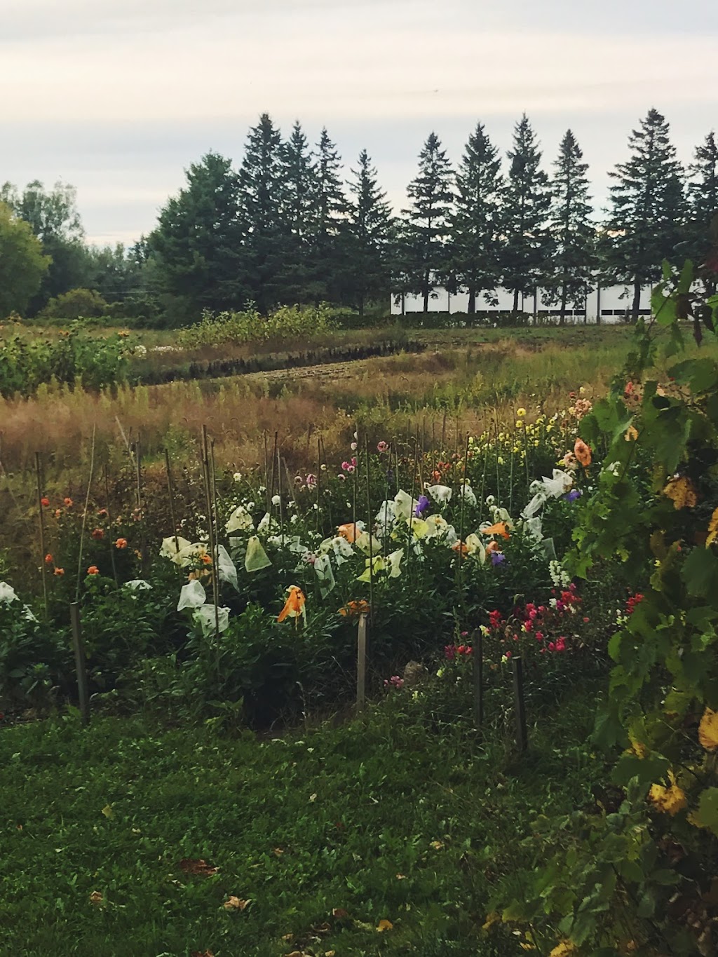 Blue Wheelbarrow Farm | 170 County Rd 32, Picton, ON K0K 2T0, Canada | Phone: (613) 827-1614