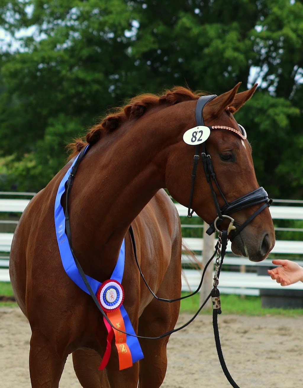 Uphill Dressage by Emily Hill | 321 Friendly Acres Rd, Hastings, ON K0L 1Y0, Canada | Phone: (705) 749-7951