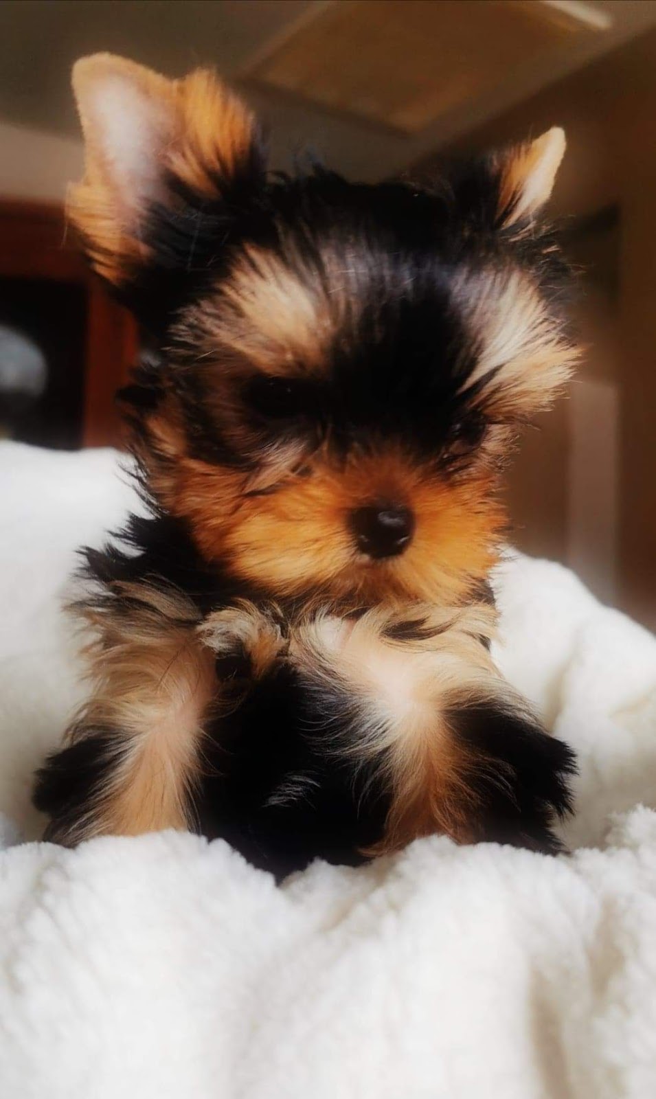 Élevage Linandy Yorkshire Terriers & Chihuahuas | 838 2e Rang, Sainte-Clotilde-de-Châteauguay, QC J0L 1W0, Canada | Phone: (514) 212-8627