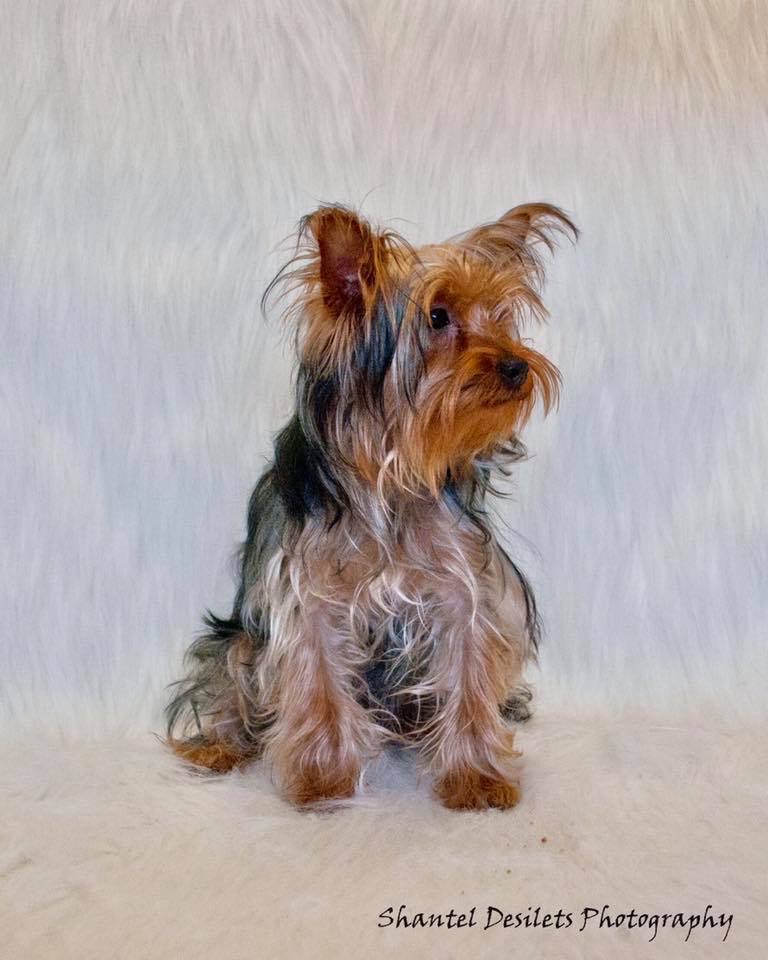 Ketabra Yorkies | 40121 rr221, Alix, AB T0C 0B0, Canada | Phone: (403) 391-9753