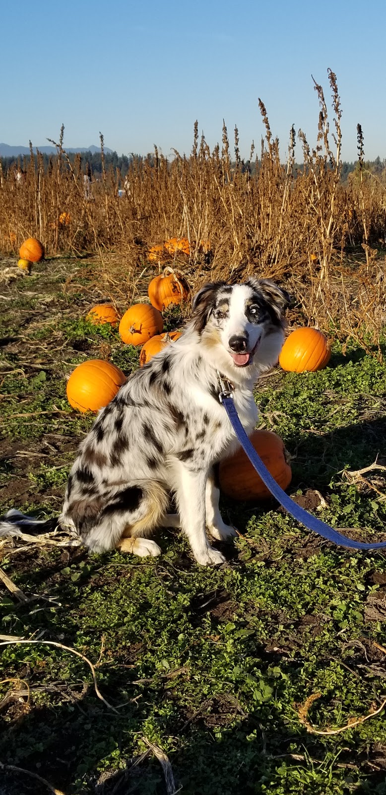 Rondriso Farms Pumpkin Patch and General Store | 8390 172 St, Surrey, BC V4N 3G4, Canada | Phone: (604) 574-5585