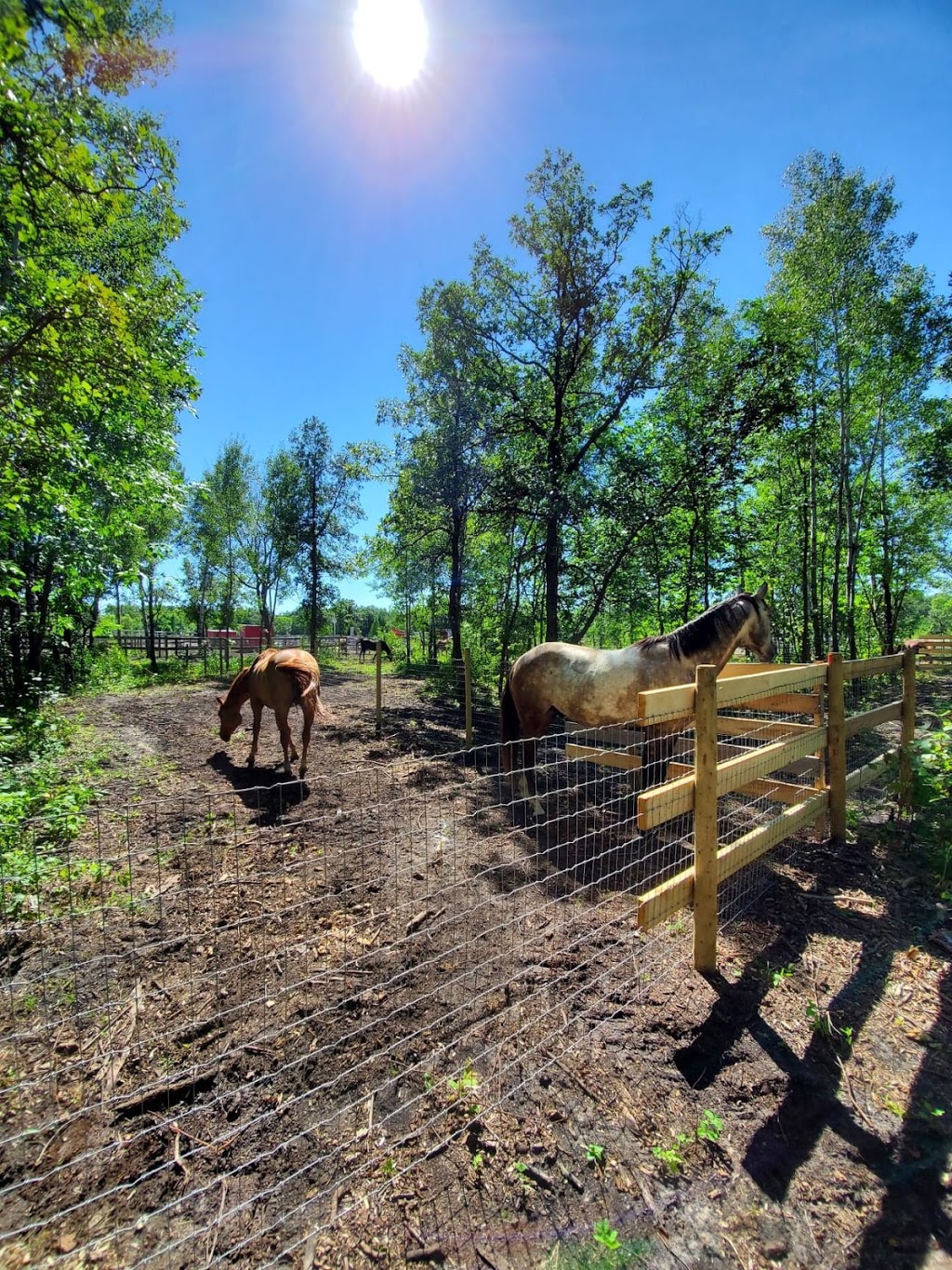 Hidden Valley Horses | 9146 Sundown Rd N, Sundown, MB R0A 2C0, Canada | Phone: (204) 326-5544