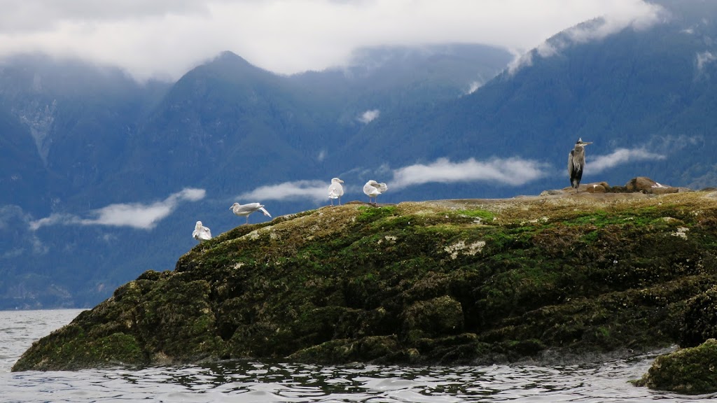 Bowen Island Sea Kayaking | Bowen Island Marina, Bowen Island, BC V0N 1G0, Canada | Phone: (800) 605-2925