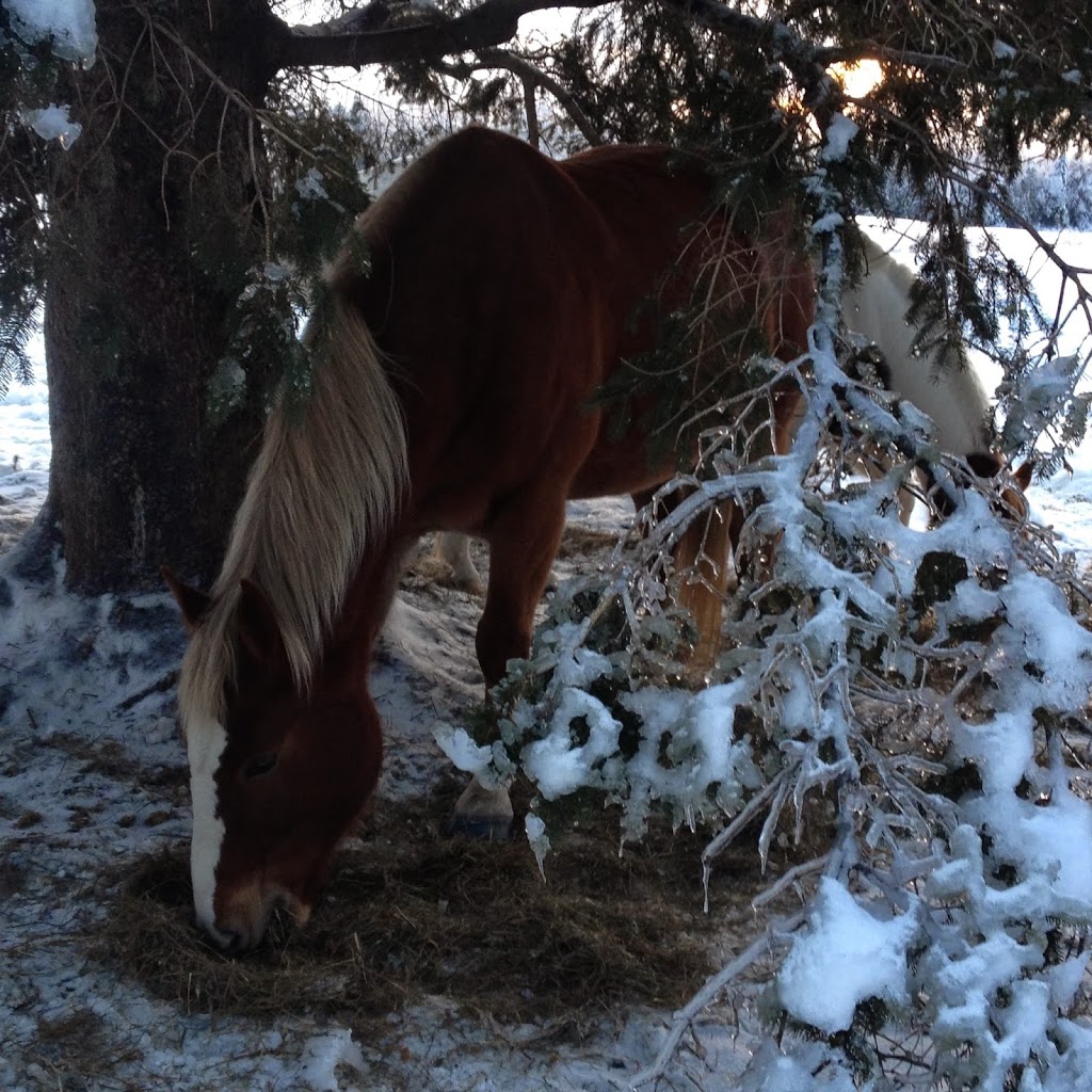 Harmony Hills Equestrian Centre | 181 Chemin Johnston, Cookshire-Eaton, QC J0B 1M0, Canada | Phone: (514) 808-2050