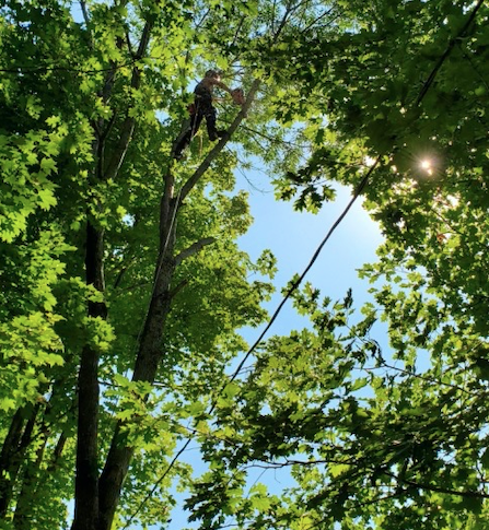 Sound Tree Service | 443 ON-518, Seguin, ON P2A 0B2, Canada | Phone: (705) 890-7471