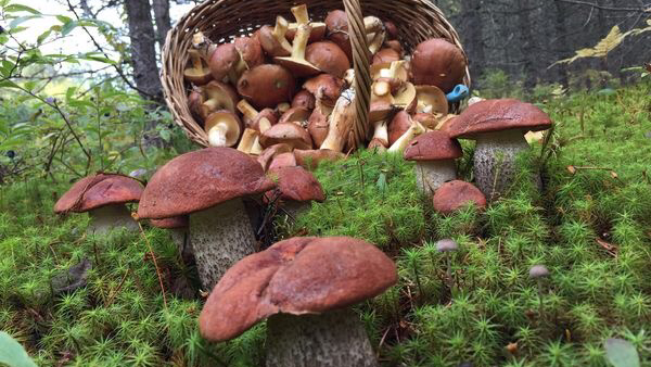 Les champignons du Lac-Édouard | 265 Rue Principale, Lac-Édouard, QC G0X 3N0, Canada | Phone: (819) 653-2052