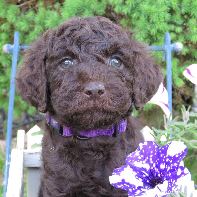 Canadoodle Australian Labradoodles | 2235 Carson Rd, Grand Forks, BC V0H 1H4, Canada | Phone: (250) 442-2957