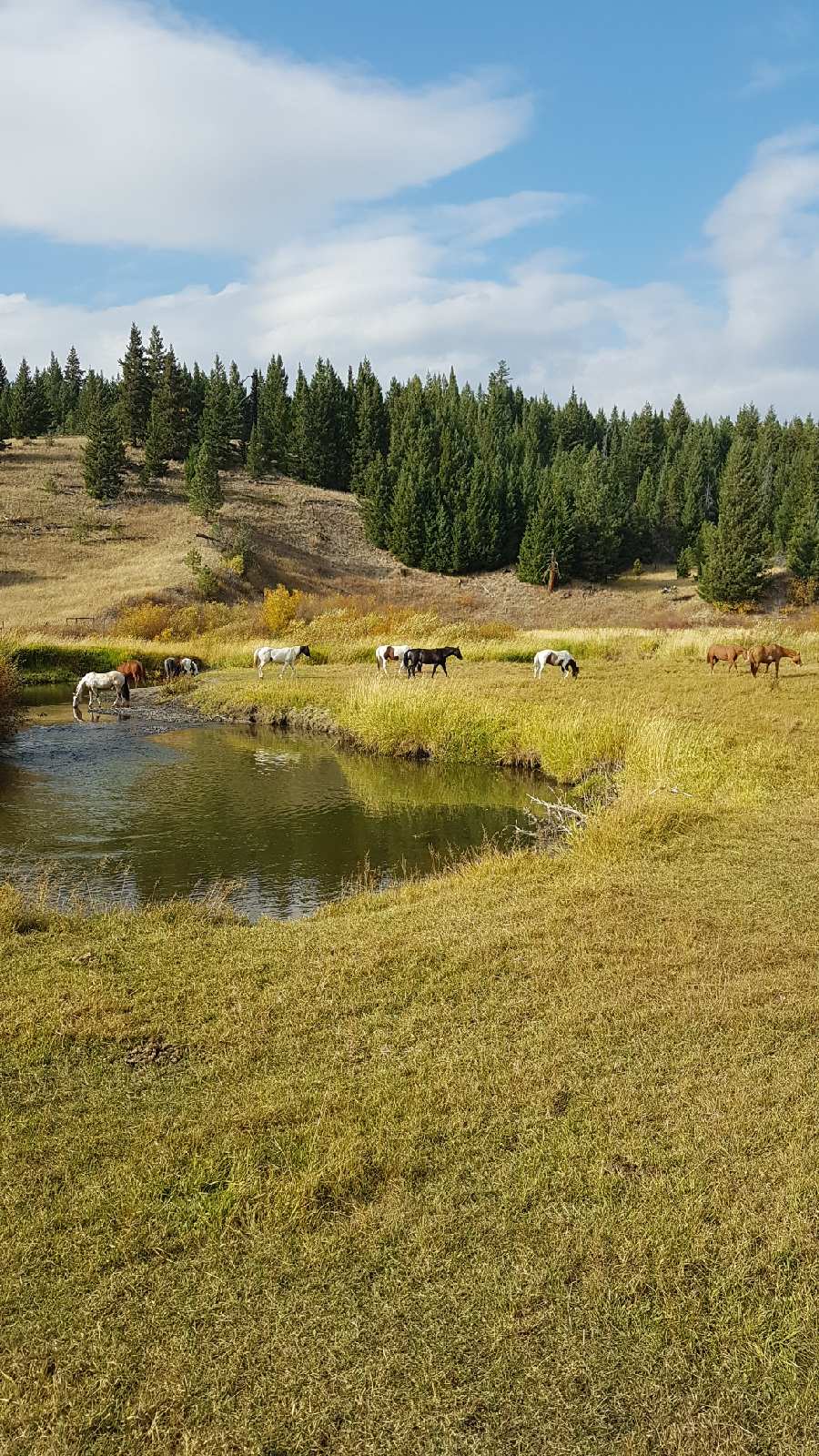 Inspire horsemanship | 9611 BC-97C, Merritt, BC V1K 1M6, Canada | Phone: (250) 574-1498