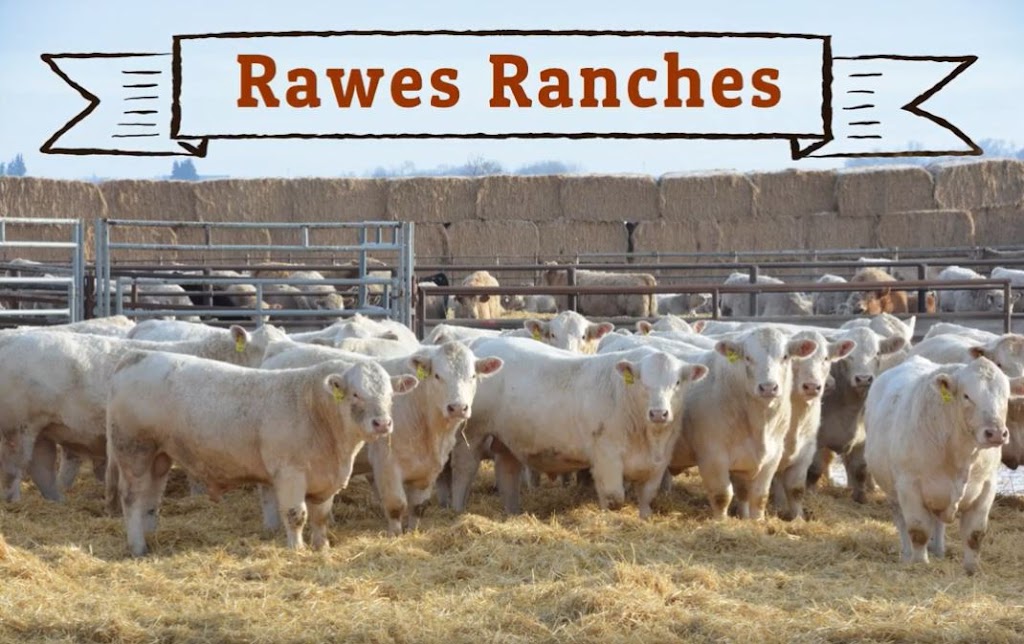 Rawes Ranches Ltd. | 44509-RR150, Strome, AB T0B 4H0, Canada | Phone: (780) 376-2241