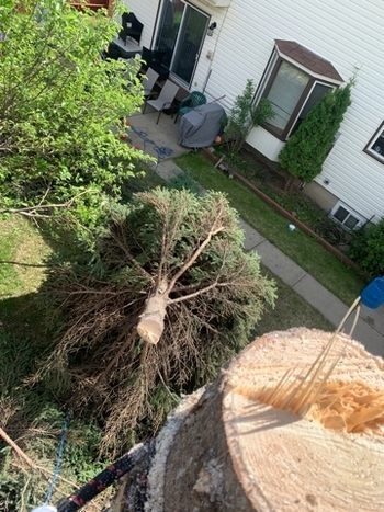 Tree Removal St. Albert | 6021A Tudor Gln, St. Albert, AB T8N 3V4, Canada | Phone: (587) 400-4507