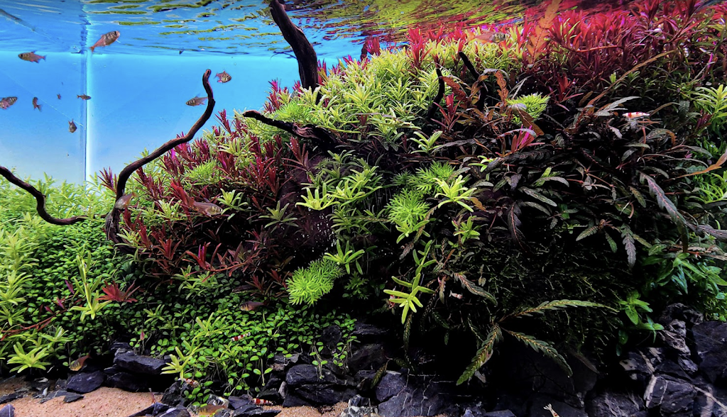 Red Leaf Aquascaping | 175 Rue Lupien, Aston-Jonction, QC G0Z 1A0, Canada | Phone: (819) 695-3554