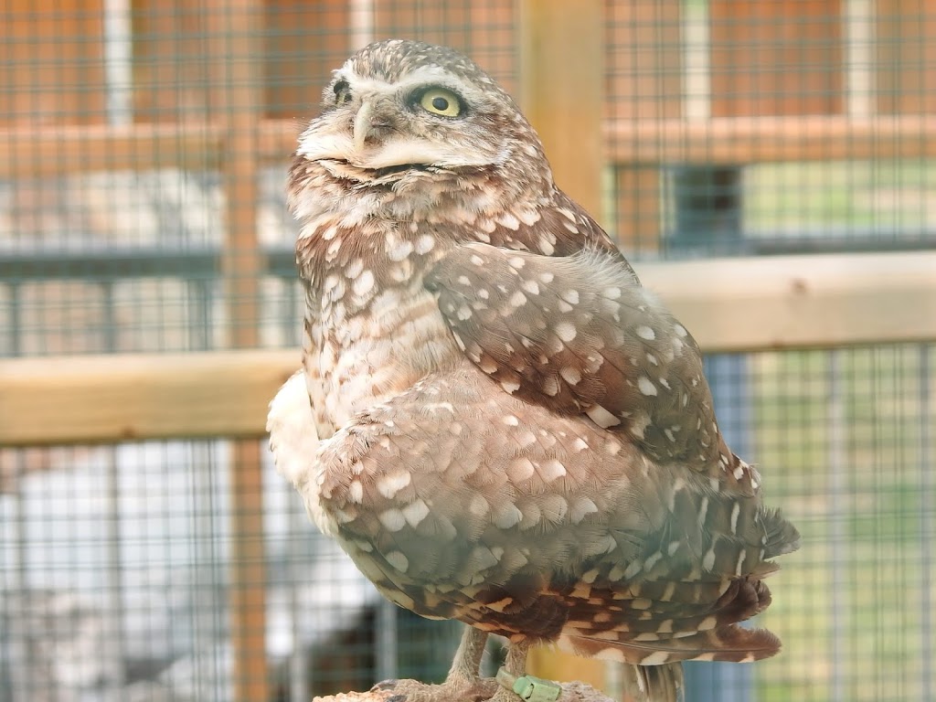 Saskatchewan Burrowing Owl Interpretive Centre | 250 Thatcher Dr E, Moose Jaw, SK S6J 1L7, Canada | Phone: (306) 692-8710