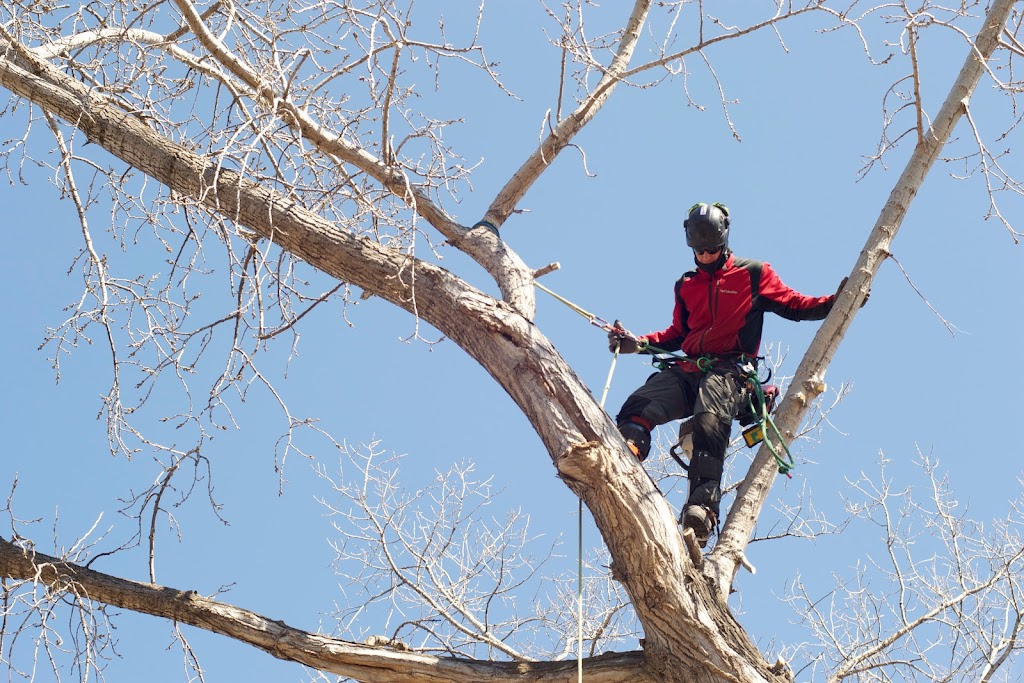 Timberland Tree Service | 815 Elmhurst Rd, Winnipeg, MB R3R 0V3, Canada | Phone: (204) 291-9032