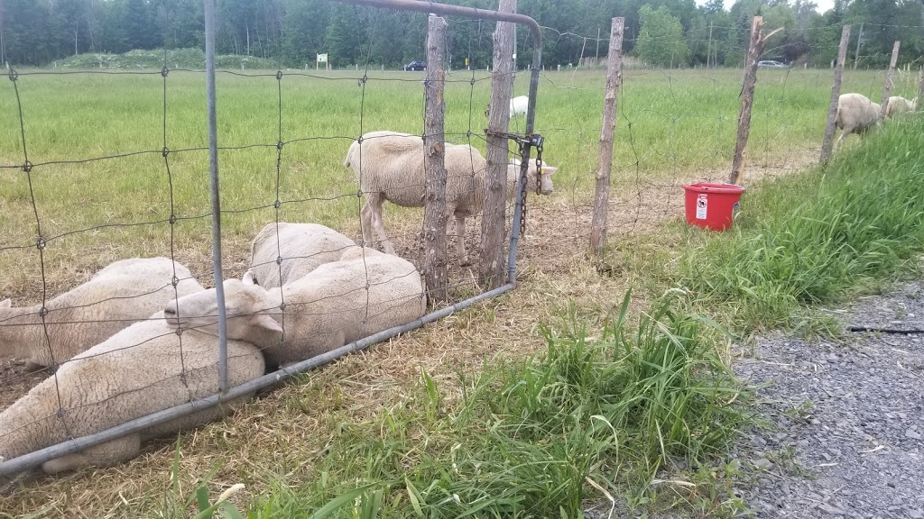 Le Pré du Mouton Noir | 2241 Chemin Bellevue, Carignan, QC J3L 4T6, Canada | Phone: (514) 647-6788