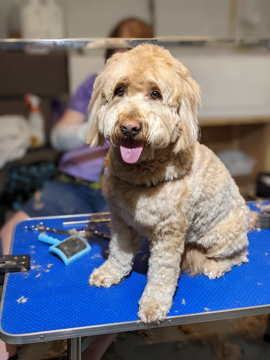 Megs Dog Grooming | 1550 Cory Rd, White Rock, BC V4B 3J2, Canada | Phone: (604) 614-2838