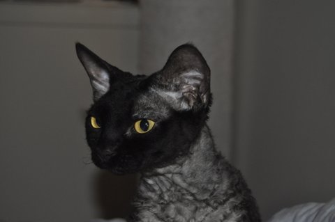 CURLY PRIDE Devon Rex Cattery (Toronto, ON) | 35 Cedarcroft Blvd, North York, ON M2R 2Z4, Canada