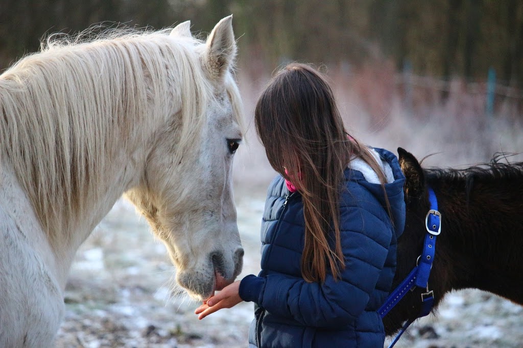 Horse Therapy Centre of Canada | 246 Webb Rd, Whitchurch-Stouffville, ON L4A 7X4, Canada | Phone: (647) 390-5397