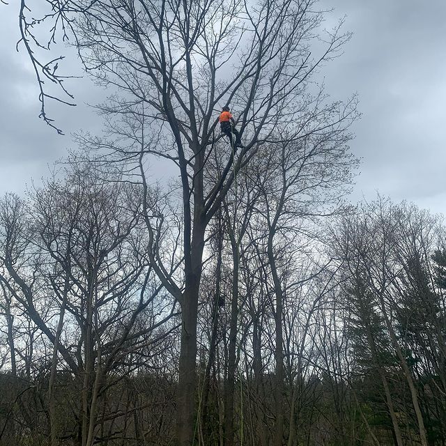 Borers Falls Tree Service | 830 Montgomery Dr, Ancaster, ON L9G 3H8, Canada | Phone: (289) 880-0047