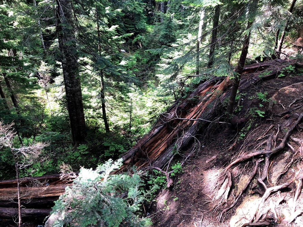 Dog Mountain Trail | 1700 Mt Seymour Rd, North Vancouver, BC V7G 1L3, Canada