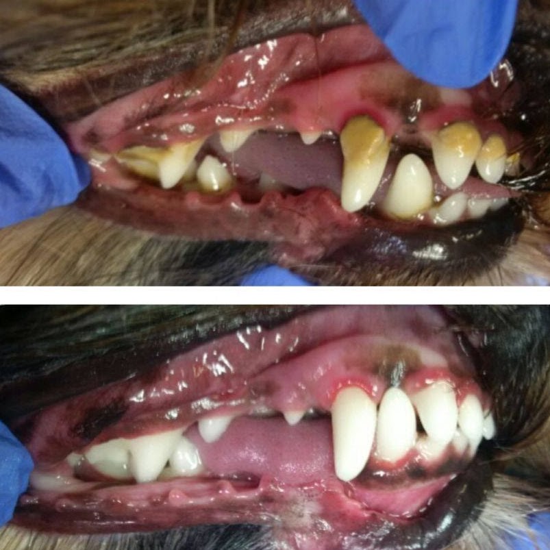 K9 Oral Hygiene | 300 Gorge Rd W #102, Victoria, BC V9A 1M8, Canada | Phone: (250) 592-2323