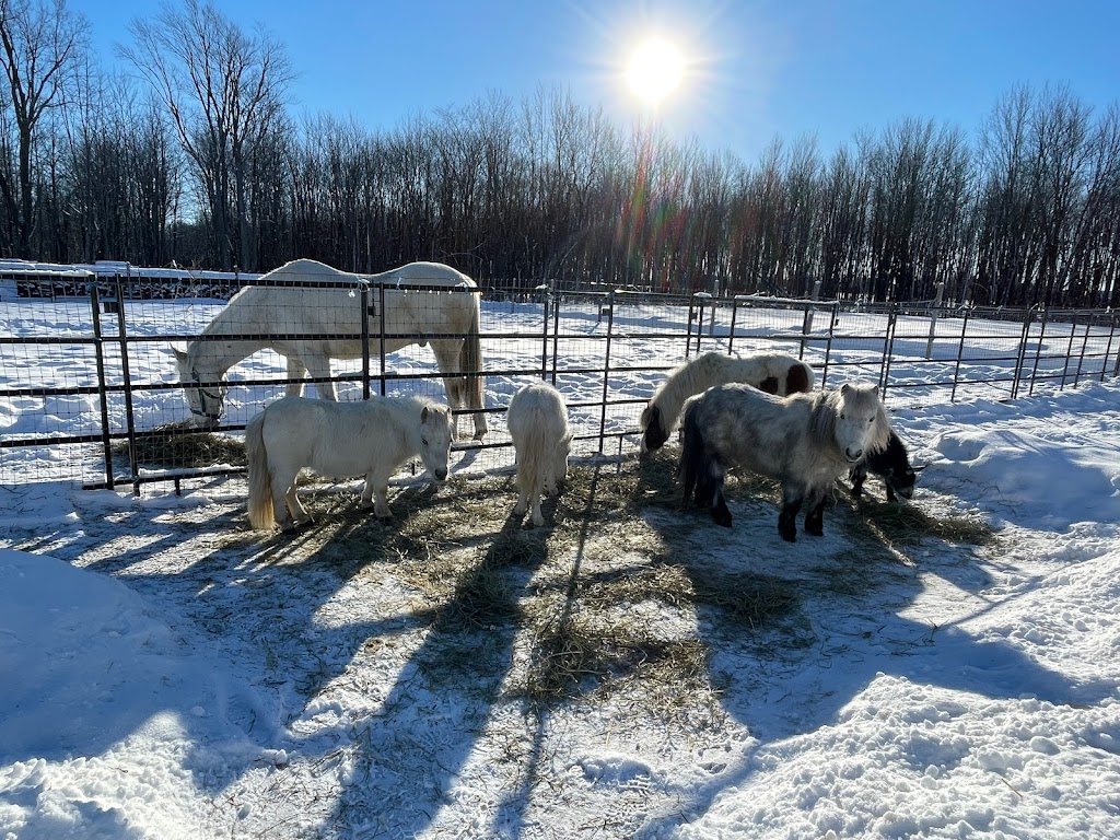 Ranch Mini Cheval La Prairie | 905 Chem. Lafrenière, La Prairie, QC J5R 0K7, Canada | Phone: (514) 973-8036