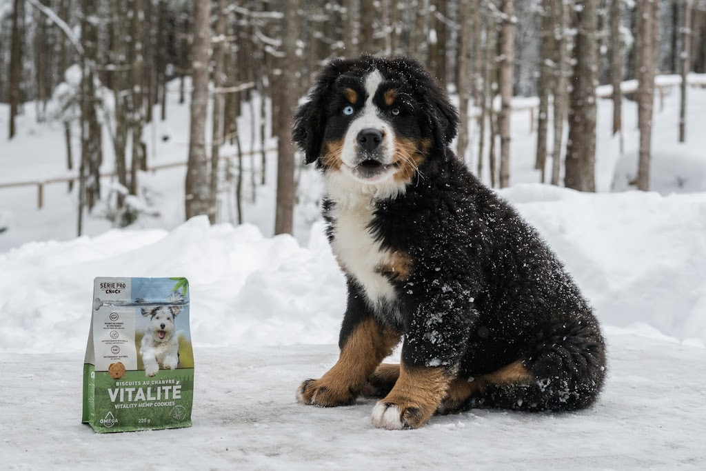 Crocx - Produits naturels de chanvre pour animaux | 455 4e rang de Simpson, Saint-Cyrille-de-Wendover, QC J1Z 1T8, Canada | Phone: (819) 850-2643