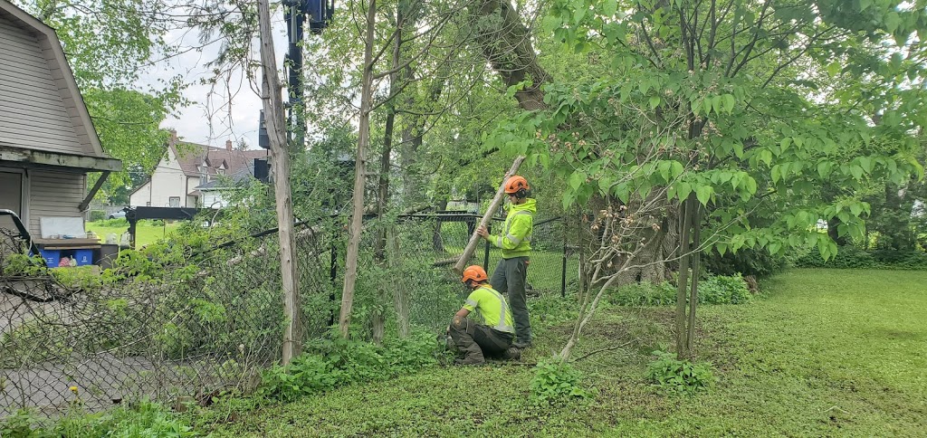 Advanced Tree Care | 1598 Queensville Side Rd, Queensville, ON L0G 1R0, Canada | Phone: (905) 478-2300