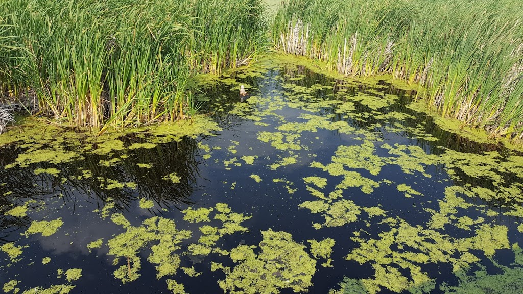 John E. Poole Wetlands | Unnamed Road, St. Albert, AB T5V, Canada