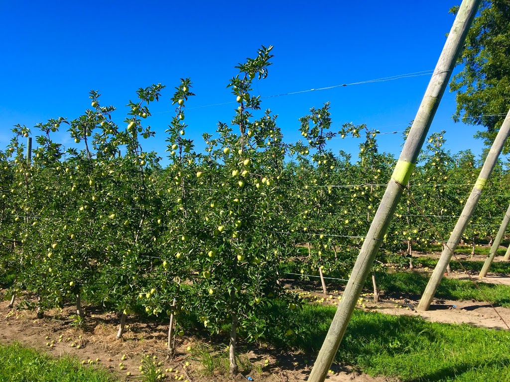 The Fruit Wagon | 793 County Rd 50, Harrow, ON N0R 1G0, Canada | Phone: (519) 738-4819