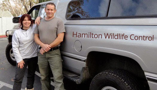 Pro Hamilton Wildlife | 54 Coral Dr, Hamilton, ON L8V 2N6, Canada | Phone: (289) 799-3655