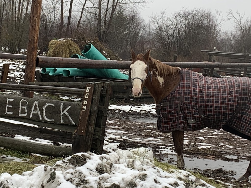 Adventures On Horseback | 7476 Prospect St, Pemberton, BC V0N 2L0, Canada | Phone: (604) 894-6269