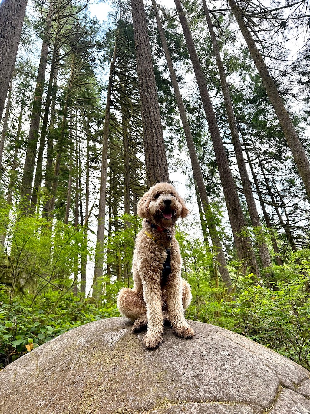 Canine Connection Training - Comox Valley Branch | 2500 Mission Rd, Courtenay, BC V9N 9H1, Canada | Phone: (604) 362-3626