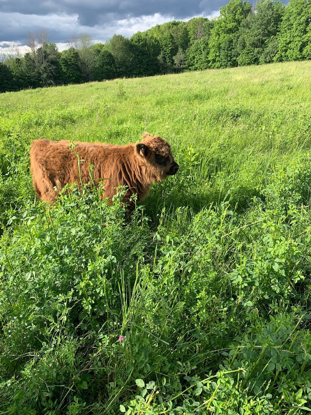 Silver Maple Highlands Farm | 174 Boyle Rd, Grafton, ON K0K 2G0, Canada | Phone: (905) 269-8510