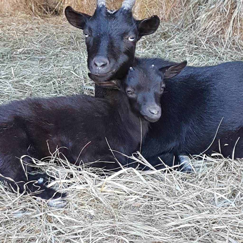 Serenity Lane Animal Sanctuary | 2556 N Asphodel 5th Line, Norwood, ON K0L 2V0, Canada | Phone: (905) 442-4632