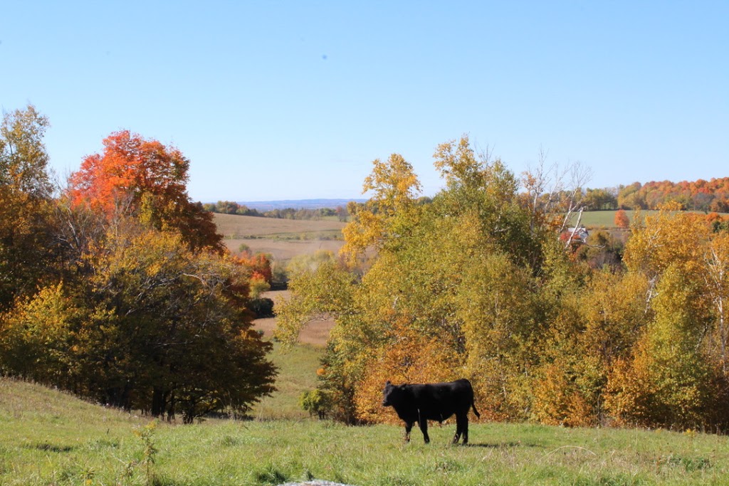 Aird Family Farm | 10481 Community Centre Rd, Baltimore, ON K0K 1C0, Canada | Phone: (905) 376-0825