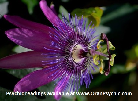 Oranpsychic.com | 199 Wellington St N, Hamilton, ON L8L 5A6, Canada | Phone: (289) 456-9204