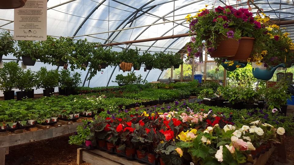 Halfmoon Bay Nursery | 7820 Fawn Rd, Halfmoon Bay, BC V0N 1Y1, Canada | Phone: (604) 885-2760