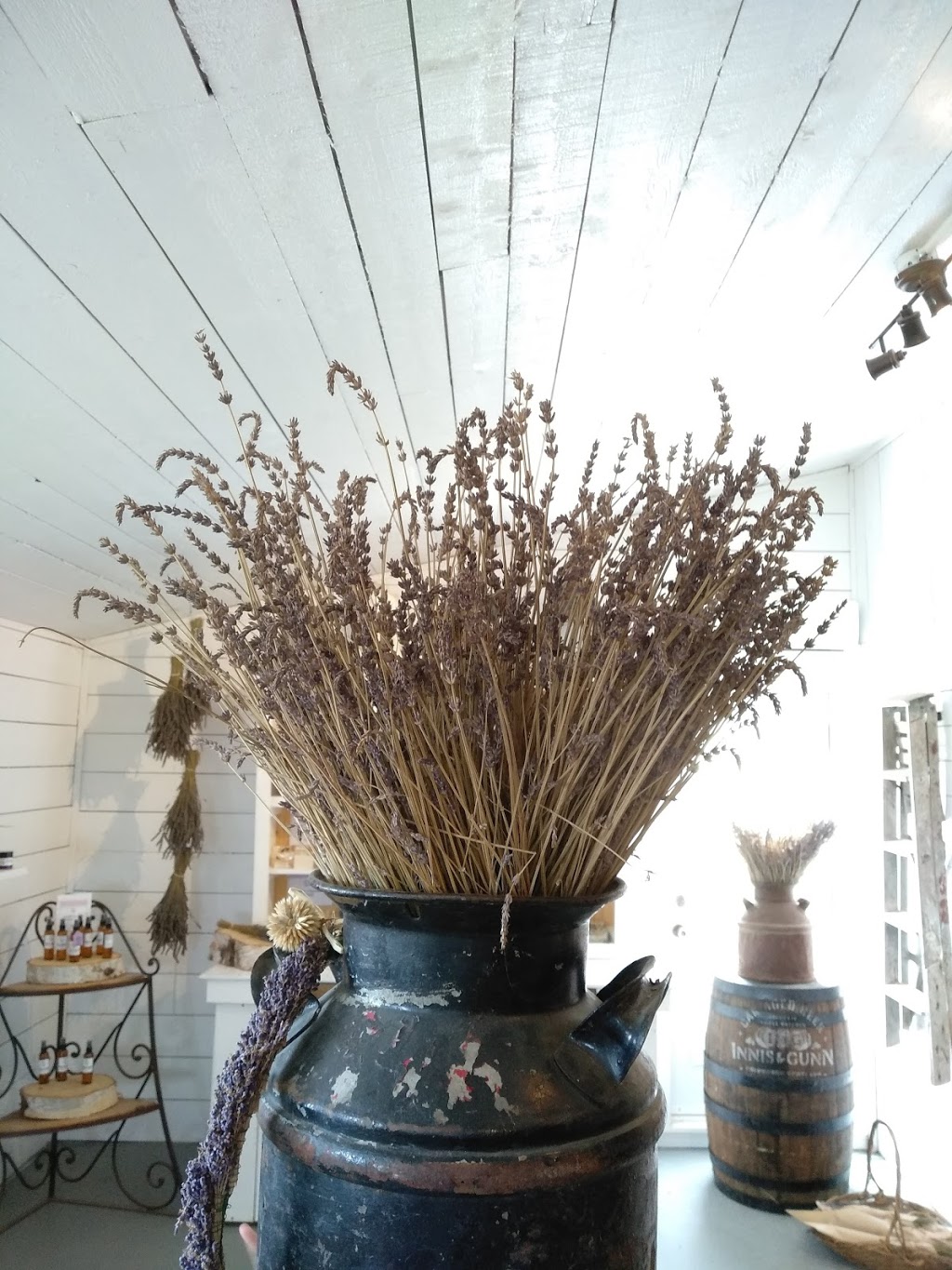 Lavender at Ocean Breeze Farm - Closed for the season | 103 Chemin Goguen, Saint-Édouard-de-Kent, NB E4S 4S5, Canada | Phone: (506) 743-2767