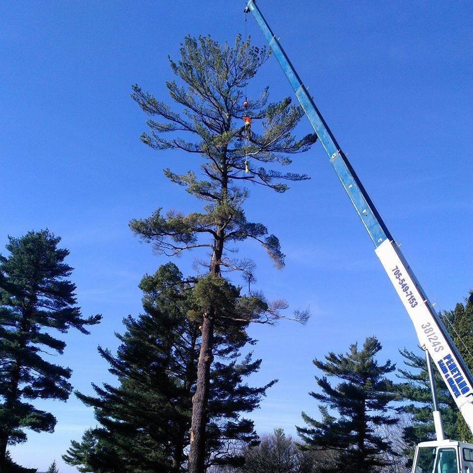 North Simcoe Tree Service | 24 Jury Dr, Penetanguishene, ON L9M 1G1, Canada | Phone: (705) 238-9573
