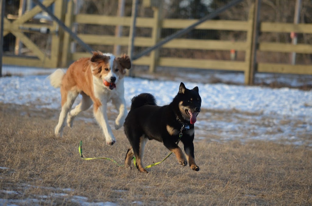 Bearspaw Pet Ranch | 260016 Canning Ln, Alberta T4C 2Y9, Canada | Phone: (403) 903-3358