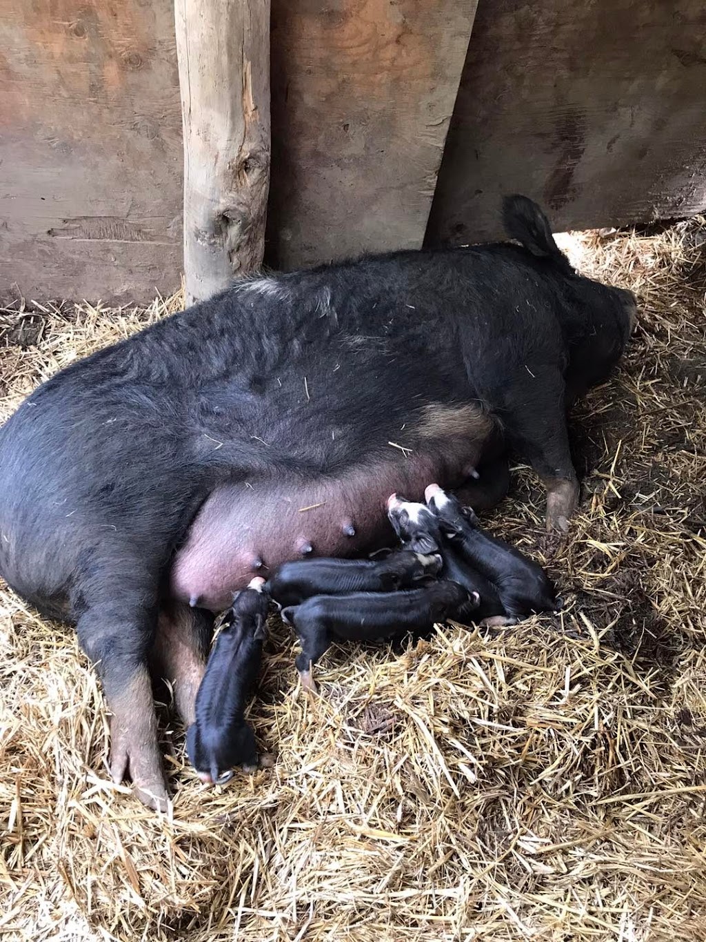 Ferme la petite bergère et compagnie | 3740 30e Rue, Saint-Prosper, QC G0M 1Y0, Canada | Phone: (418) 234-3494